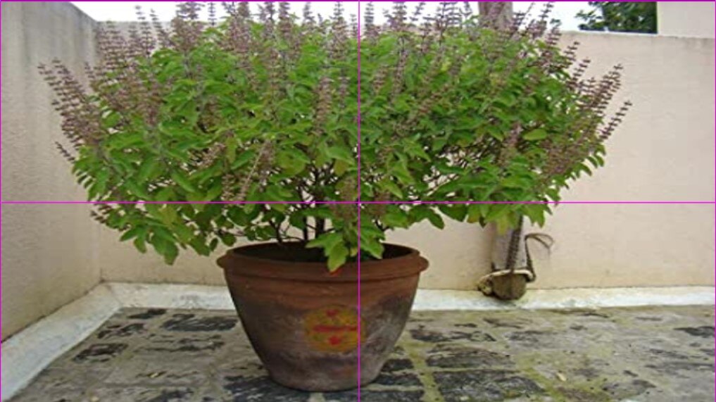 Vastu Tips For Tulsi Plant