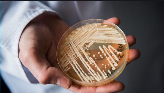 Superbug fungus Candida Auris outbreak