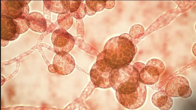 Superbug fungus Candida Auris outbreak