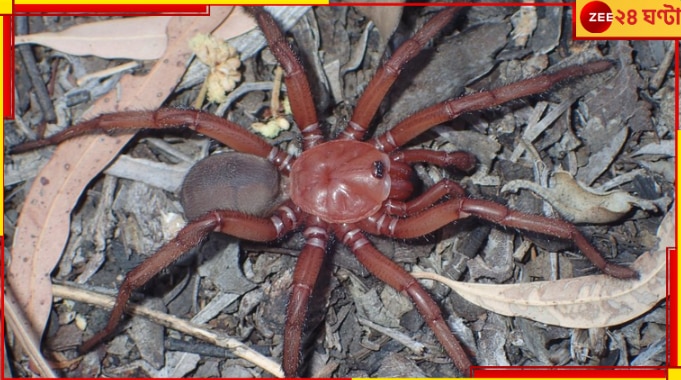 Super-Sized Species of Trapdoor Spider: বিরল প্রজাতির ফাঁদ-পাতা মাকড়সা খুঁজে পেলেন বিজ্ঞানীরা...