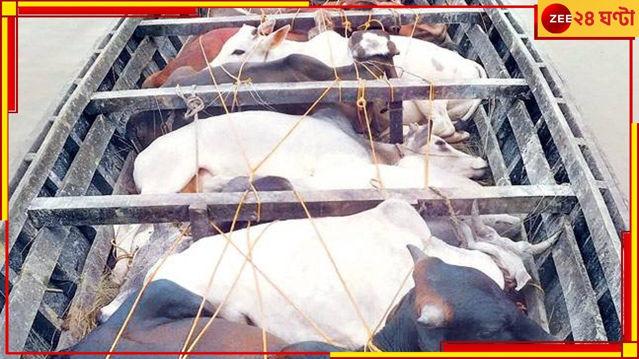  Cattle Smuggling Case: প্রশ্নে শ্বশুরবাড়ির সম্পত্তি! গরুপাচার কাণ্ডে সিউড়ির আইসিকে দিল্লিতে ফের তলব ইডির