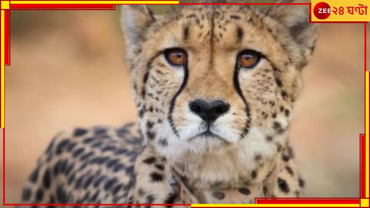 Cheetah Death: নামিবিয়া থেকে ভারতে, মোদীর জন্মদিনে আসা চিতার মৃত্যু