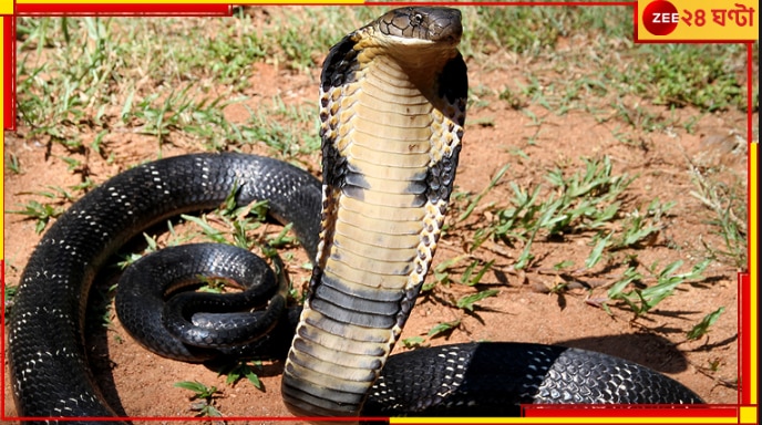 King Cobra: রান্নার জ্বালানির ভিতরে &#039;ওয়ার্ল্ডস লংগেস্ট ভেনোমাস স্নেক&#039;! কাঠ সরাতেই ফণা তুলে ফোঁস...