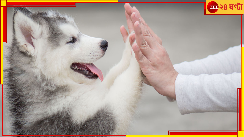 National Pet Day 2023: জেনে নিন একটি পোষ্য আপনার শরীর-স্বাস্থ্যের পক্ষে ঠিক কতটা ভালো, কতটা গুরুত্বপূর্ণ…