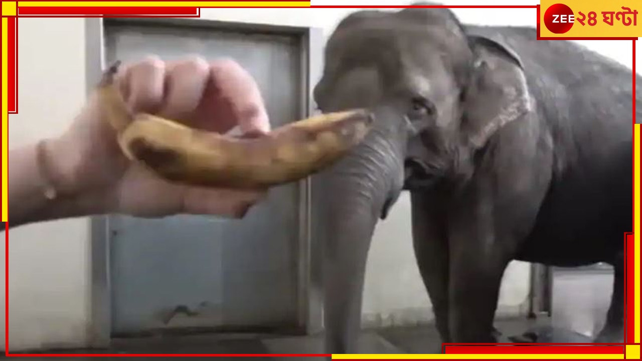 WATCH | Elephant: খোসা ছাড়িয়ে কলা খাচ্ছে হাতি! দেখুন অভাবনীয় সেই ভিডিয়ো