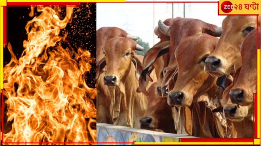 Texas: ডেয়ারি ফার্মে ভয়ংকর বিস্ফোরণ! বিধ্বংসী আগুনে মৃত্যু ১৮ হাজার ...
