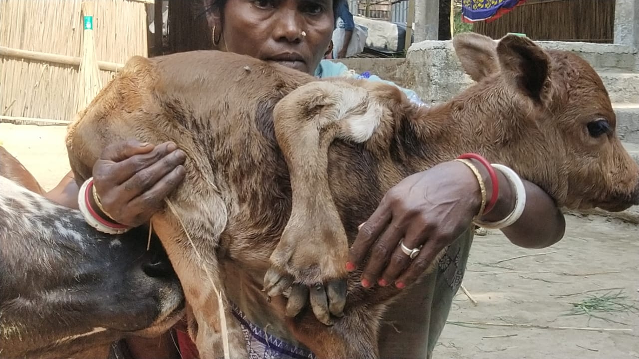 Cow Calf with Hand