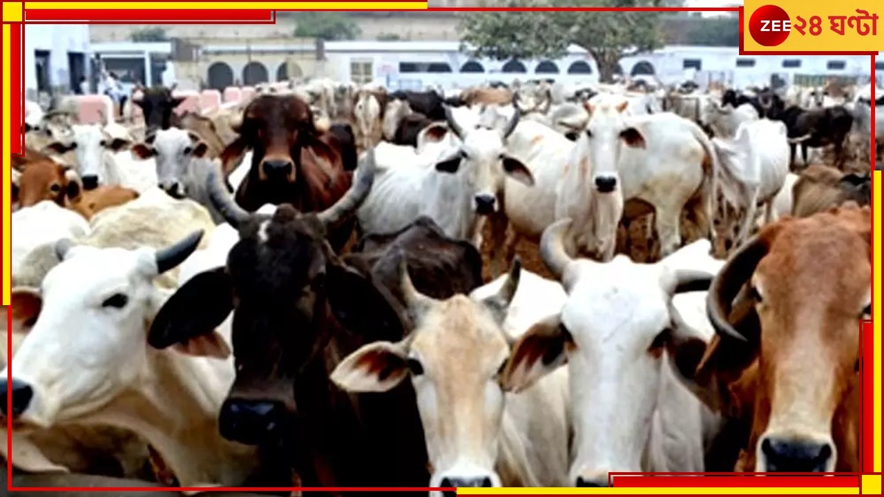 Cattle Smuggling case: এনামুলের কোম্পানির সঙ্গে ৫০ কোটিরও বেশি লেনদেন রবিন টিব্রেওয়ালের!