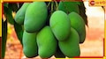 Green Mango: কাঁচা আম কি শুধুই সুস্বাদু? সুস্বাস্থ্যে এর গুণাগুণ জানলে চমকে যাবেন!
