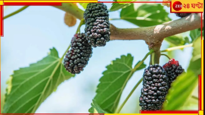 Nutritional Value of Mulberry: ডায়াবেটিস, কিডনির রোগ নিমেষে উধাও এই অতি চেনা ফলে…