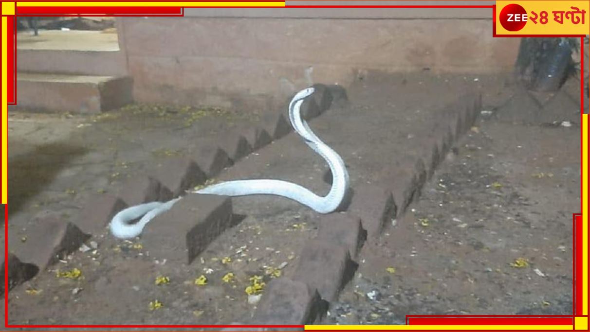 Rare and deadly albino cobra: ধবধবে সাদা কোবরা, বৃষ্টি হতেই বিরল এই বিষধর সাপ ঢুকল গৃহস্থের বাড়ি Rare and deadly albino cobra: ধবধবে সাদা কোবরা, বৃষ্টি হতেই বিরল এই বিষধর সাপ ঢুকল গৃহস্থের বাড়ি