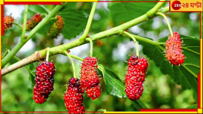 Nutritional Value of Mulberry: আপনার হাতের কাছের চেনা এই গাছেই ক্যানসারমুক্তির উপায়... Nutritional Value of Mulberry: আপনার হাতের কাছের চেনা এই গাছেই ক্যানসারমুক্তির উপায়...