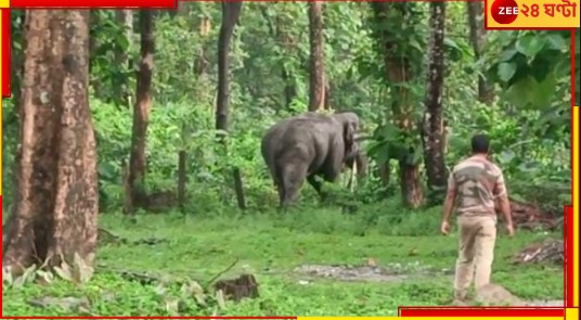 Malbazar: বনবস্তিতে ঢুকে পড়ল বুনো হাতি! প্রায় মৃত্যুর মুখ থেকে ফিরলেন এক স্থানীয়... Malbazar: বনবস্তিতে ঢুকে পড়ল বুনো হাতি! প্রায় মৃত্যুর মুখ থেকে ফিরলেন এক স্থানীয়...