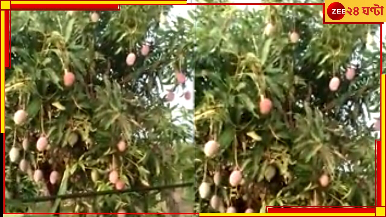 World Expensive Mango