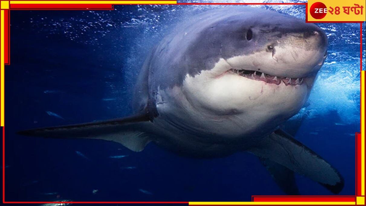 Shark That Ate Russian Man: রুশ যুবাকে চিবিয়ে খাওয়া হাঙরের মমি বানাল মিশর, স্থান হল মিউজিয়ামে