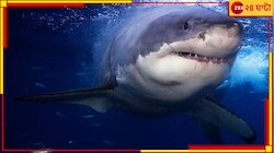 Shark: রুশ যুবাকে চিবিয়ে খাওয়া হাঙরের মমি বানাল মিশর, স্থান হল মিউজিয়ামে
