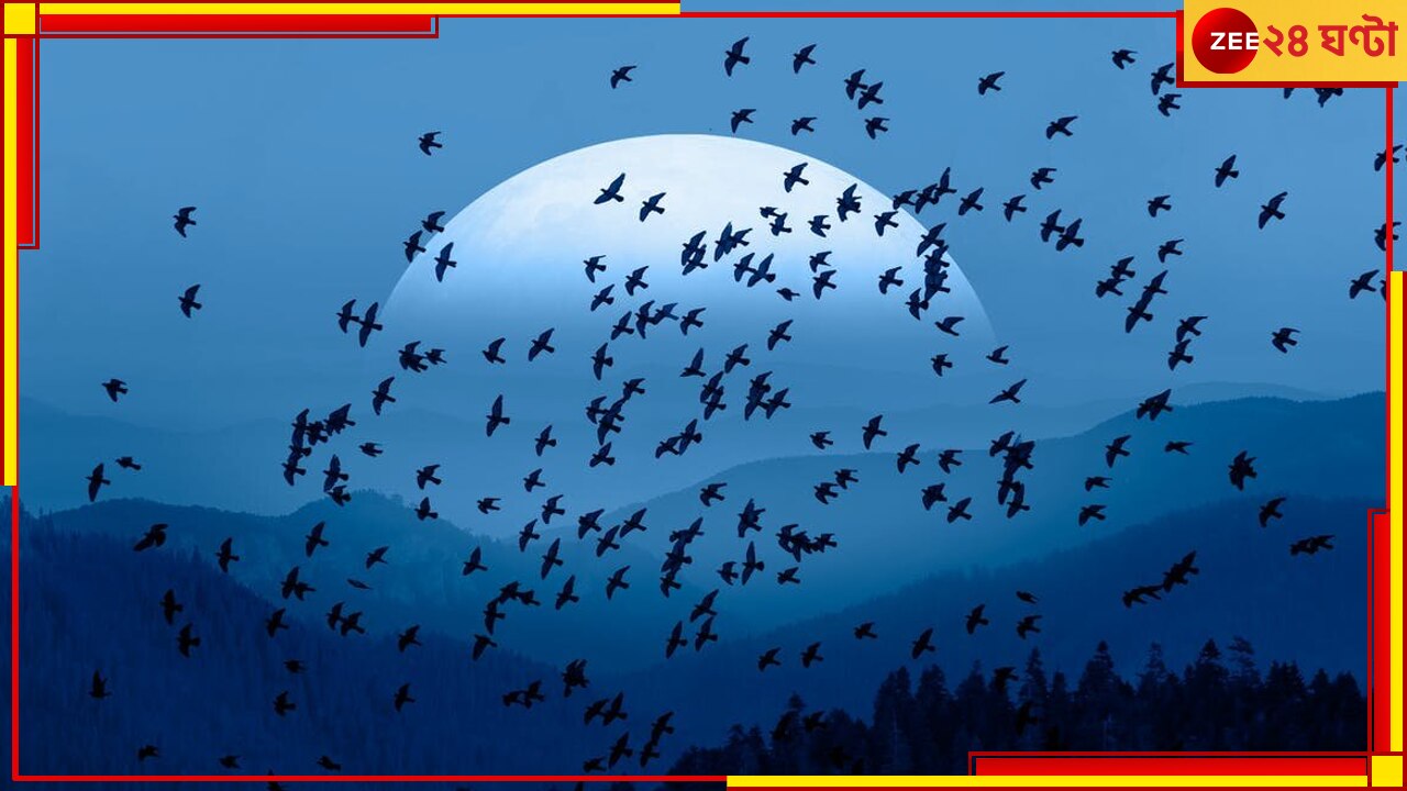 Migratory Birds: ‘জিপিএস’ ব্যবহার করতে পারে পরিযায়ী পাখিরা? জেনে তাজ্জব হবেন কী ভাবে দীর্ঘ দূরত্ব পাড়ি দেয় তারা…
