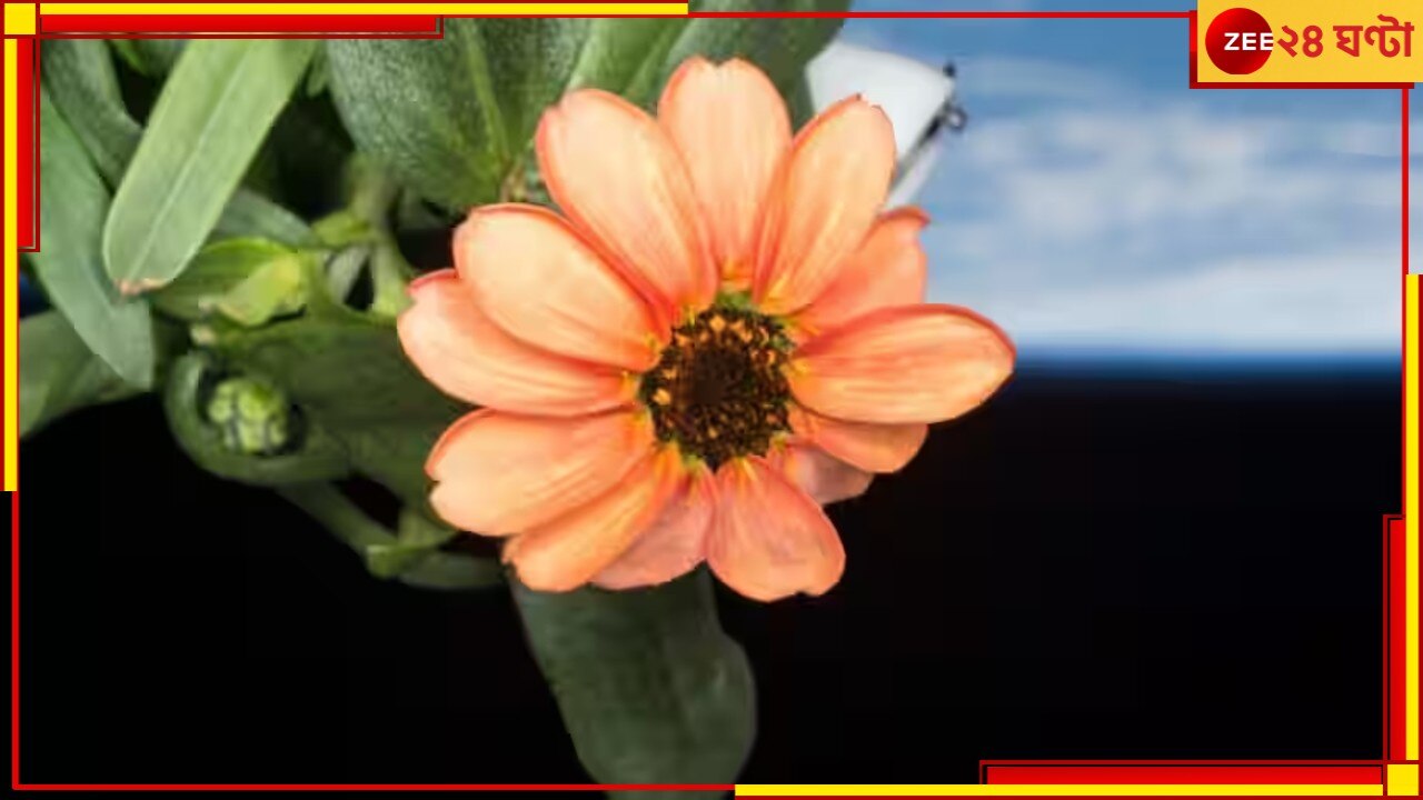NASA grows flower in space: &#039;প্রাণহীন&#039; মহাকাশে ফুটল অপরূপ ফুল, অসাধ্যসাধন করে বিশ্বকে তাক লাগালেন বিজ্ঞানীরা