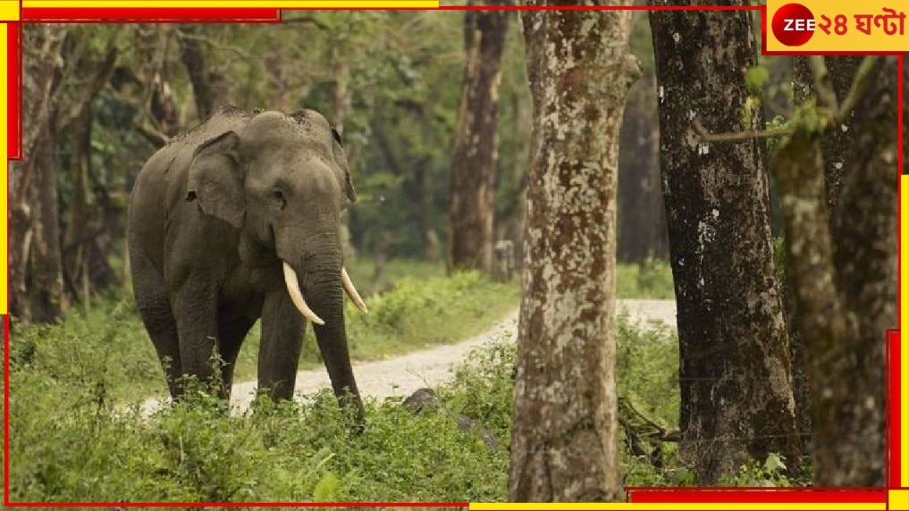 Malbazar: হাতির হানা অব্যাহত, এবার দাঁতালের আক্রমণে বাড়ির কাছেই মৃত্যু বৃদ্ধের...