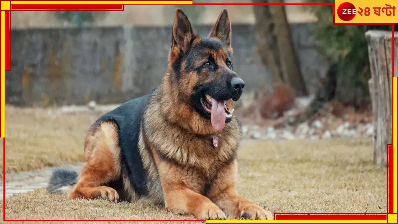 Dog Missing: প্রাণের পোষ্য হারালেন কমিশনার! ৫০০ বাড়িতে তল্লাশি চালাল পুলিস