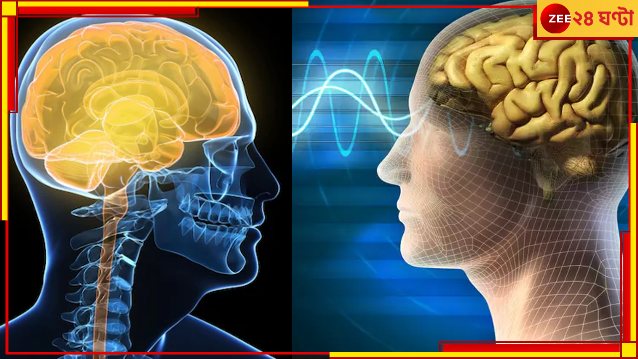 Human Brains: ক্রমশ ছোট হচ্ছে মস্তিষ্ক! নিশ্চিহ্ন হয়ে যেতে পারে পুরো মানবসভ্যতাই? Human Brains: ক্রমশ ছোট হচ্ছে মস্তিষ্ক! নিশ্চিহ্ন হয়ে যেতে পারে পুরো মানবসভ্যতাই?