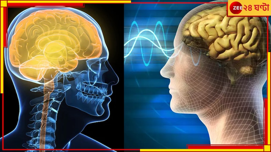 Human Brains: ক্রমশ ছোট হচ্ছে মস্তিষ্ক! নিশ্চিহ্ন হয়ে যেতে পারে পুরো মানবসভ্যতাই?