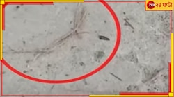 ফের বিস্ফোরণ ভাঙড়ে! বোমা ফেটে আহত নাবালক-সহ ৪