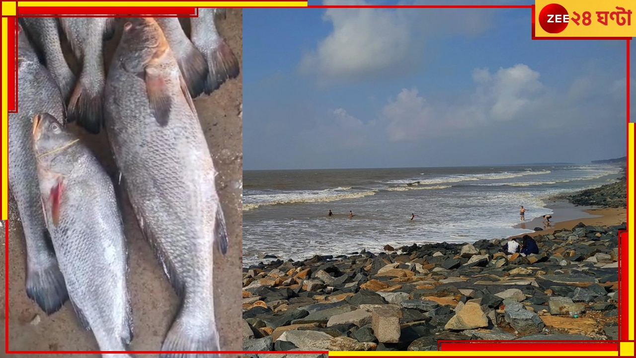 Digha: দিঘা মোহনায় কয়েক লক্ষ টাকার দুষ্প্রাপ্য তেলিয়া ভোলা!