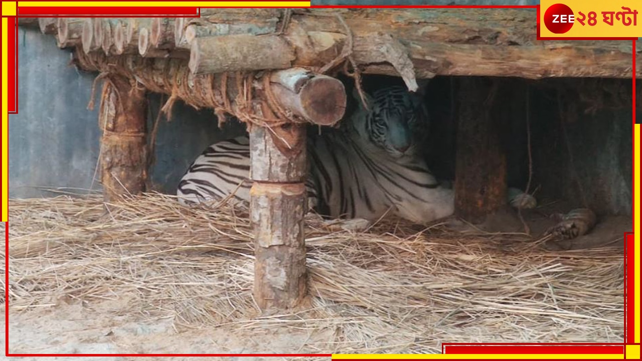 Bengal Safari Park: শিলিগুড়ির বেঙ্গল সাফারি পার্কে নয়া অতিথি, মা হল সাদা বাঘ কিকা