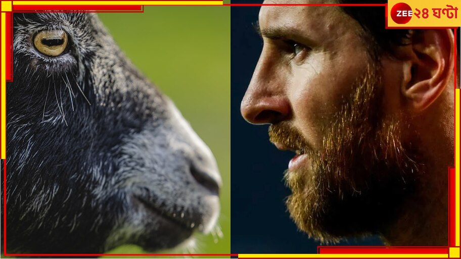 WATCH | Lionel Messi: ফুটবল GOAT এর জন্য মাঠে হাজির ৮০৮ ছাগল! তাজ্জব ...