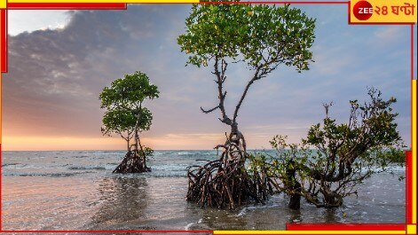 Conservation of the Mangrove: জেনে নিন কেন ম্যানগ্রোভ বনাঞ্চল &#039;সুন্দরবন&#039; রক্ষা এত জরুরি...