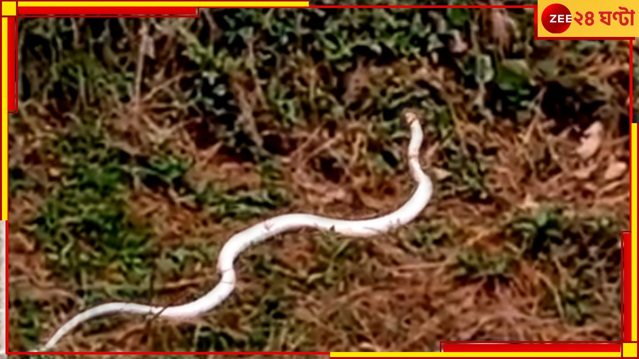 White Coloured Snake: বৃষ্টির পরই বেরিয়ে এল দুধসাদা সাপ, ভাইরাল ভিডিয়ো