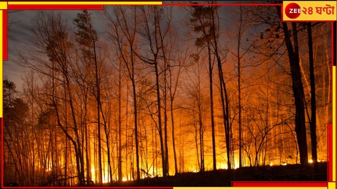 Hawaii Wildfires: আগুনে পুড়ে মৃত্যু প্রায় ১০০ জনের! শতাব্দীর ভয়াবহতম দাবানল...  