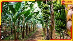  রাস্তায় পাশে কলাগাছ ছুঁতেই মৃত্যু! চাঞ্চল্য ধূপগুড়িতে