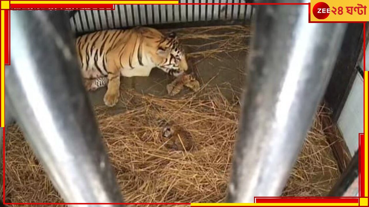 Bengal Safari Park: মা হল রয়্যাল বেঙ্গল টাইগার &#039;রিকা&#039;, বেঙ্গল সাফারি পার্কে জন্ম নিল ৩ শাবক...