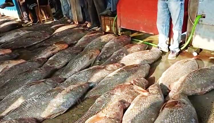 Digha Giant Telia Bhola Fish