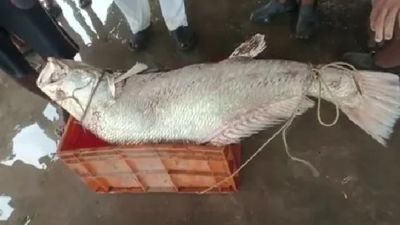 Digha Giant Telia Bhola Fish