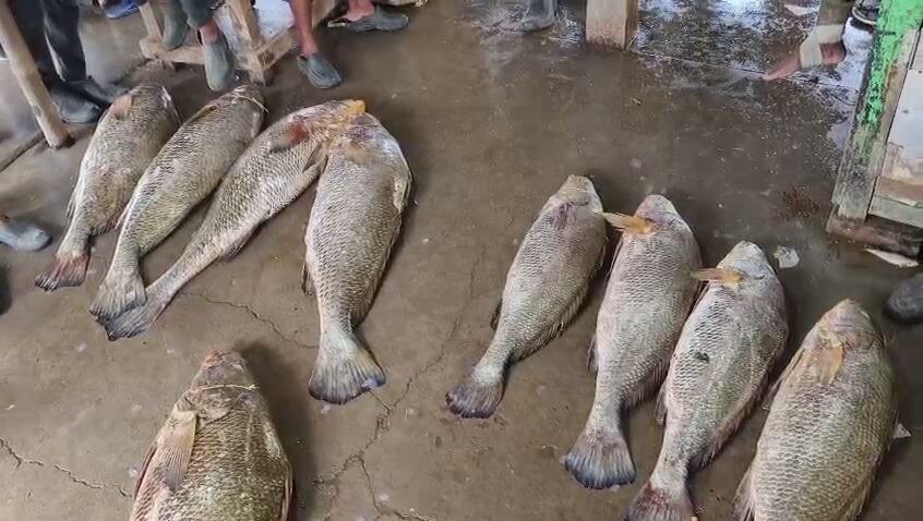 Digha Giant Telia Bhola Fish