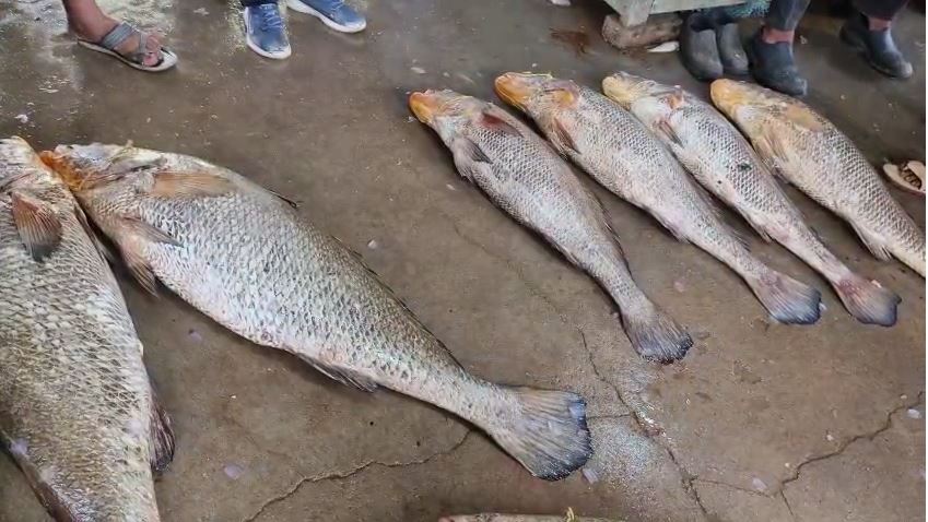 Digha Giant Telia Bhola Fish