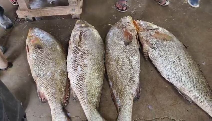 Digha Giant Telia Bhola Fish