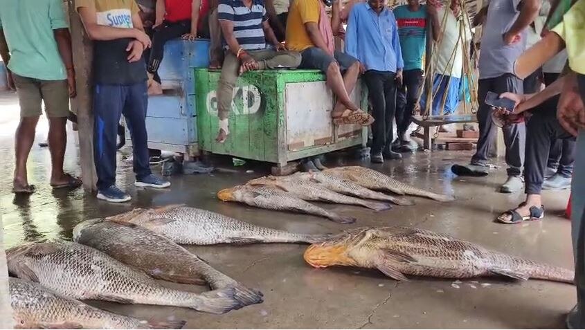 Digha Giant Telia Bhola Fish