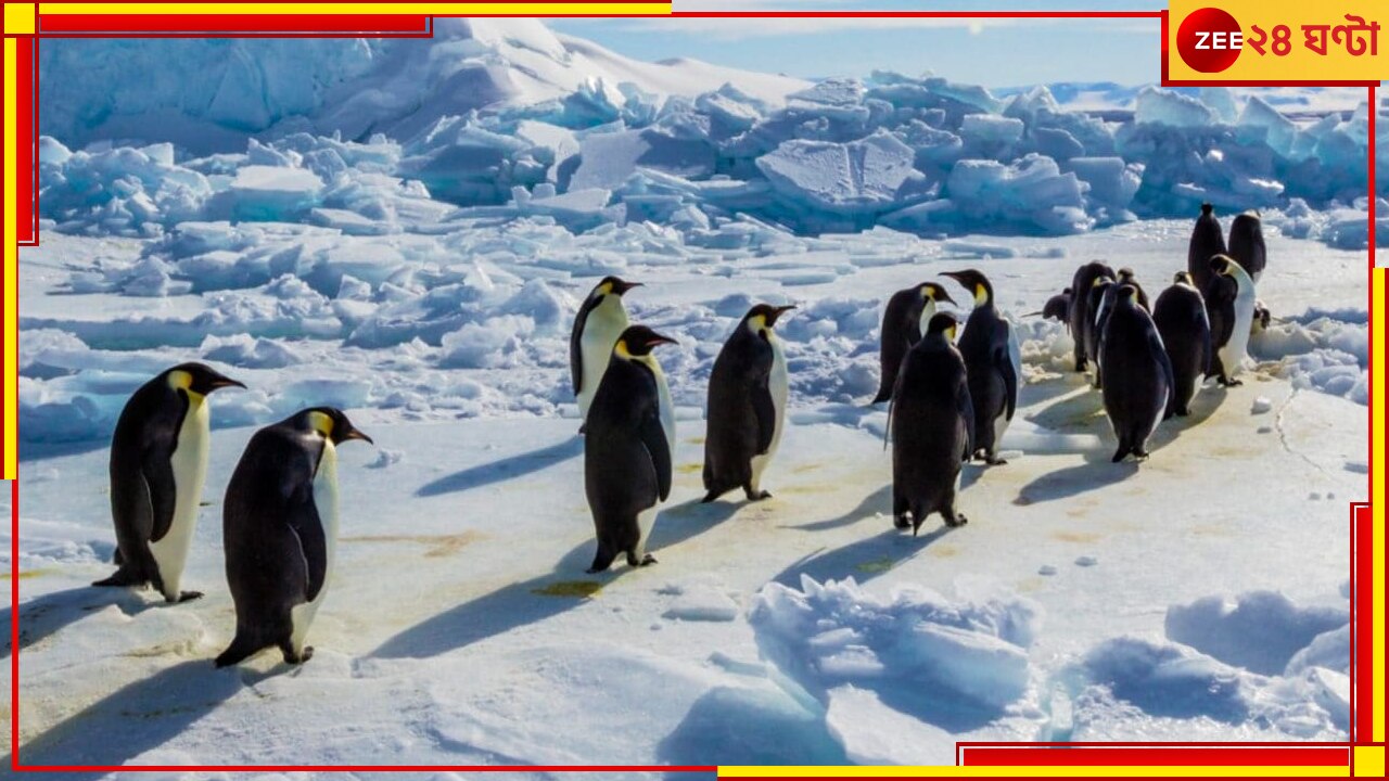 antarctica বরফচদর ভঙ ঠনড জল ডব লহময ১০ হজর পঙগইনর