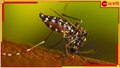 Dengue Death: ফের প্রাণ কাড়ল ডেঙ্গি, কলকাতায় মৃত্যু যুবকের