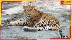 বাগানে হেঁটে বেড়াচ্ছে চিতাবাঘ! আতঙ্ক ছড়িয়ে এবার দিনের বেলাতেই দর্শন দিল সে...