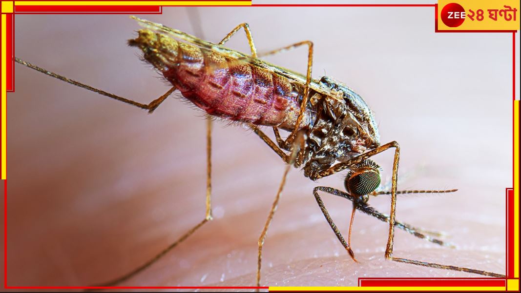 Malaria: রাজ্যে ফের ম্যালেরিয়ায় মৃত্যু, প্রাণ হারালেন কলকাতার প্রৌঢ়