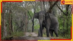 শুঁড়ে করে তুলে আছাড় মারল বুনো হাতি, আহত হামাগুড়ি দিয়ে ঢুকল গোয়ালঘরে! তারপর...