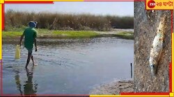 তিস্তায় মাছের মড়ক! মেঘ-ভাঙা বৃষ্টি, প্লাবনের পরে আবার নতুন বিপদ...