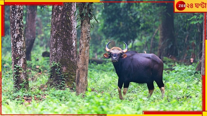 Malbazar: চা-বাগানের ভিতরে দাঁড়িয়ে সাক্ষাৎ যম! কাজ বন্ধ রেখে ছুটলেন সকলে...