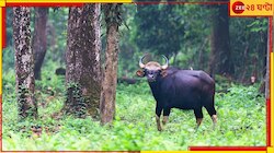 চা-বাগানের ভিতরে দাঁড়িয়ে সাক্ষাৎ যম! কাজ বন্ধ রেখে ছুটলেন সকলে...