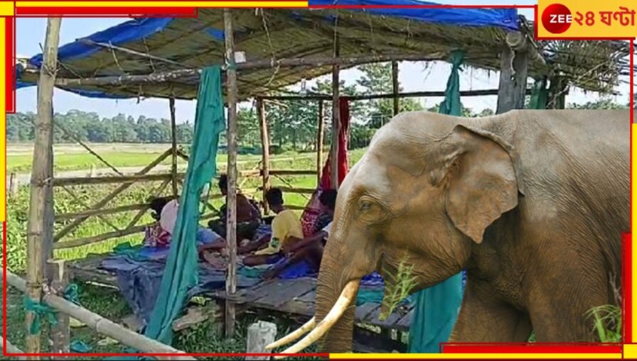 Malbazar: হাতির 'হাত' থেকে ফসল বাঁচাতে জীবনের ঝুঁকি নিয়েই ধানক্ষেতে রাতপাহারা...